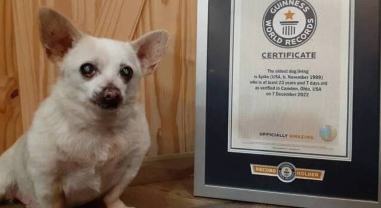 Com 23 anos de idade, Chihuahua é eleito o cachorro mais velho do mundo