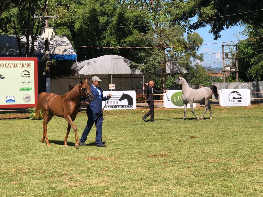 Bragança Paulista recebe exposição do Cavalo Árabe