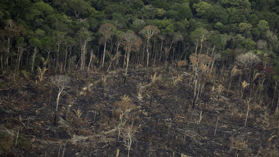 Desmatamento na Amazônia cai de janeiro a julho de 2023