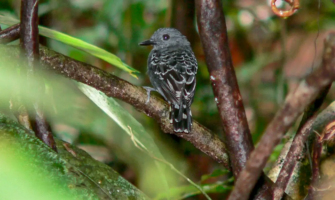 Estudo mostra que diversidade de pássaros na Amazônia teve impacto da mudança climática